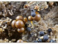 Hemitrichia_spec